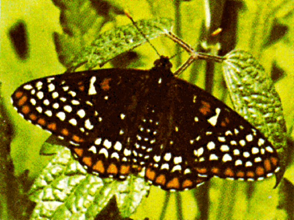 [Color photograph of the Baltimore Checkerspot Butterfly]